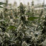 L&rsquo;administration Trump facilite l&rsquo;usage médical du cannabis aux États-Unis.