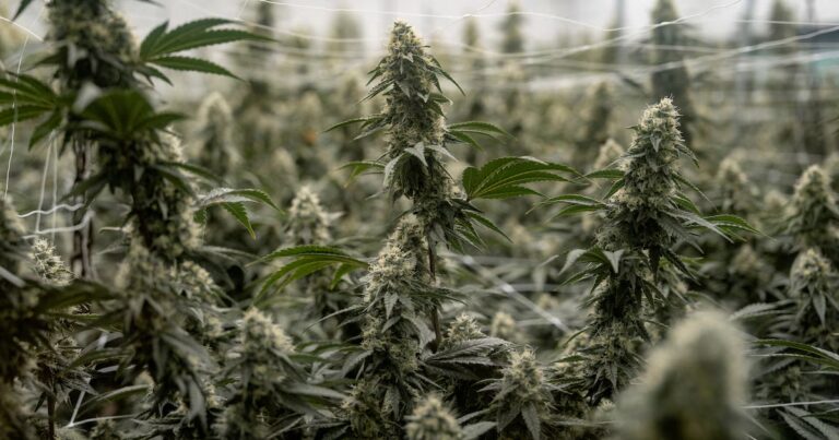 L’administration Trump facilite l’usage médical du cannabis aux États-Unis.