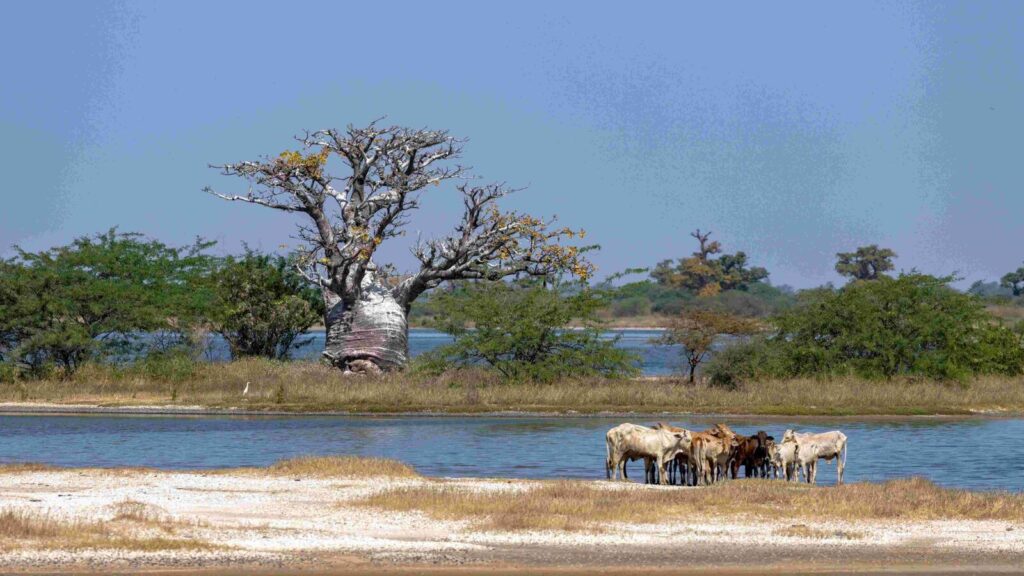 Sénégal : le parc du Sine Saloum abrite 400 espèces d’oiseaux et des arbres majestueux.