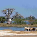 Sénégal : le parc du Sine Saloum abrite 400 espèces d’oiseaux et des arbres majestueux.