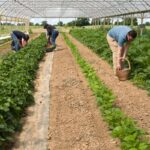 Loi d&rsquo;urgence agricole : tensions entre les besoins écologiques et les choix politiques.