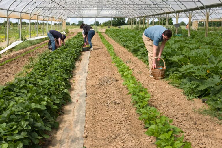 Loi d’urgence agricole : tensions entre les besoins écologiques et les choix politiques.