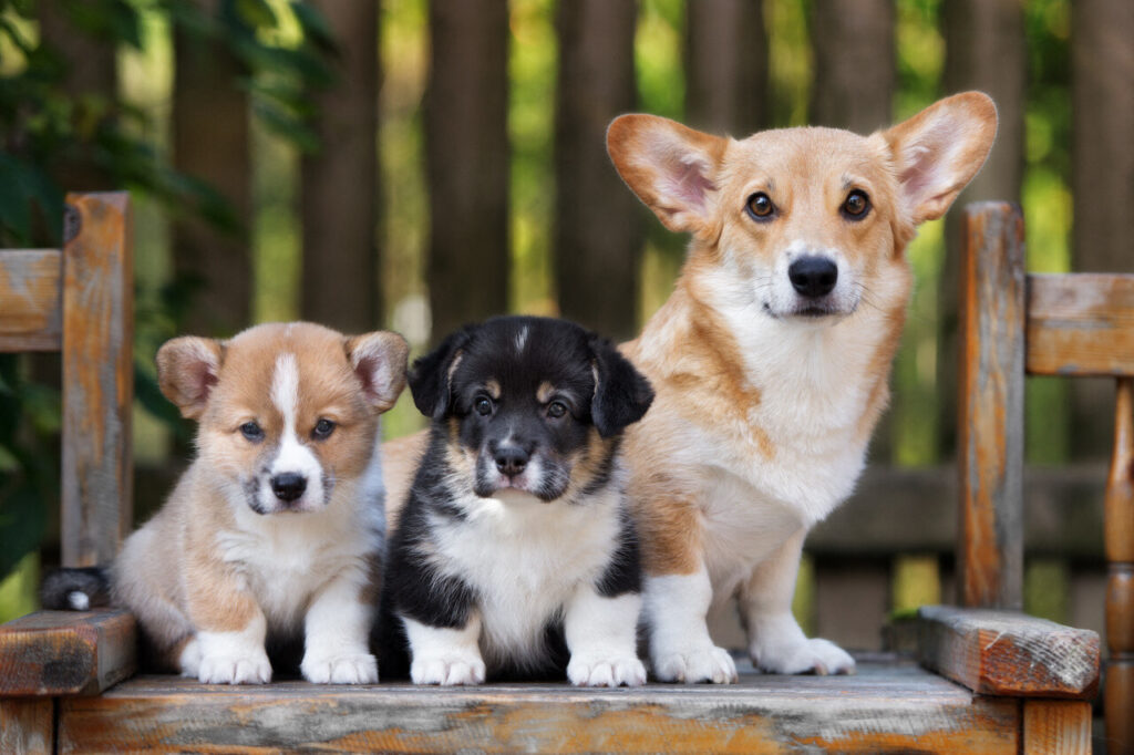 Un salon du chiot à Caen suscite des débats sur le bien-être animal et la réglementation.