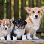 Un salon du chiot à Caen suscite des débats sur le bien-être animal et la réglementation.
