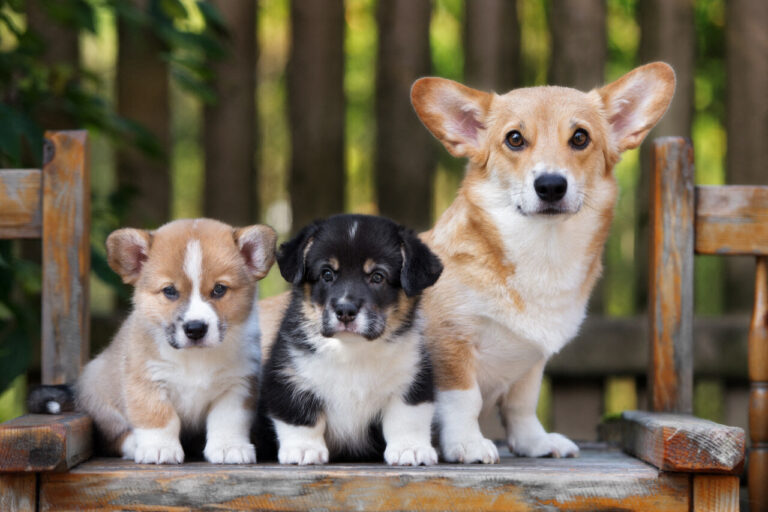 Un salon du chiot à Caen suscite des débats sur le bien-être animal et la réglementation.