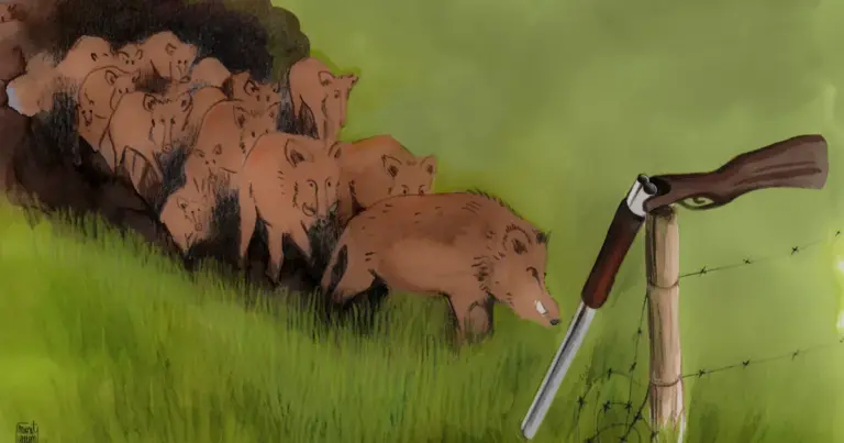 Condamnation d’une agricultrice en Ardèche met en lumière la problématique des sangliers.