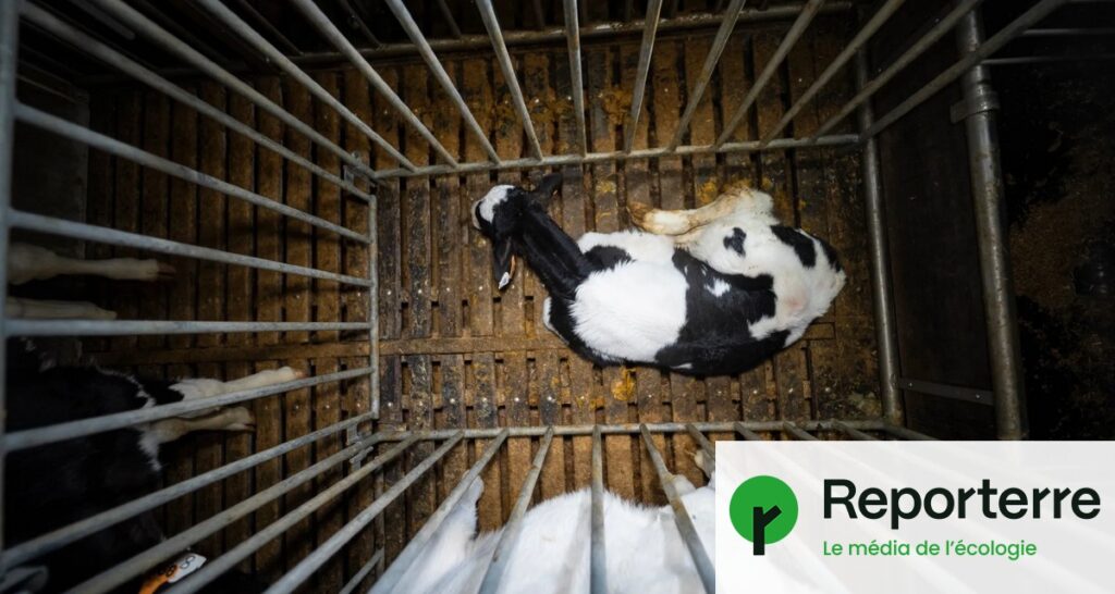 Élevages intensifs : la loi sur la sensibilité des animaux ignorée depuis cinq décennies