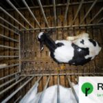 Élevages intensifs en France : non-respect de la loi sur la sensibilité des animaux.