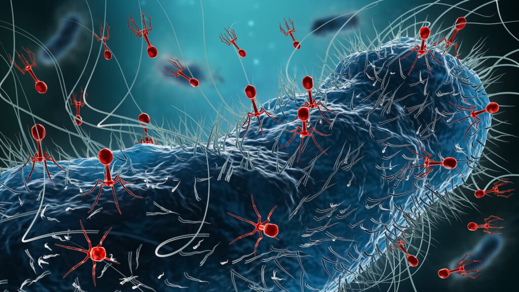 Des virus découverts dans des bactéries pourraient influencer le cancer colorectal.