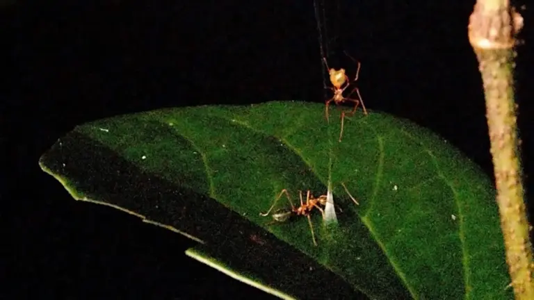 Une araignée balliste révèle une méthode de capture mortelle pour les fourmis.
