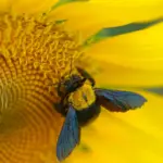 Les abeilles en danger face à la chaleur extrême dans les zones rurales.