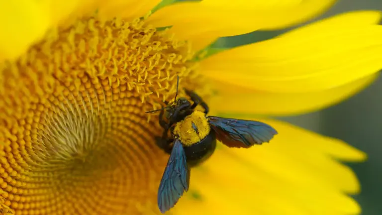 Les abeilles en danger face à la chaleur extrême dans les zones rurales.