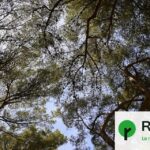 Canicules : les arbres comme solution face aux températures extrêmes en milieu urbain