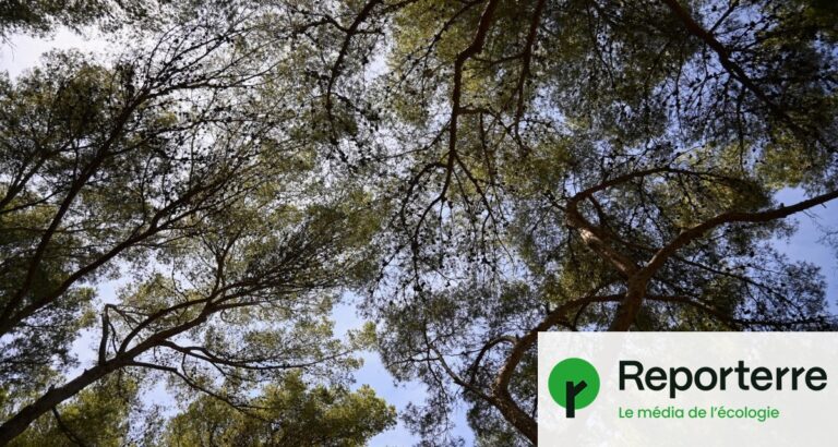 Canicules : les arbres comme solution face aux températures extrêmes en milieu urbain