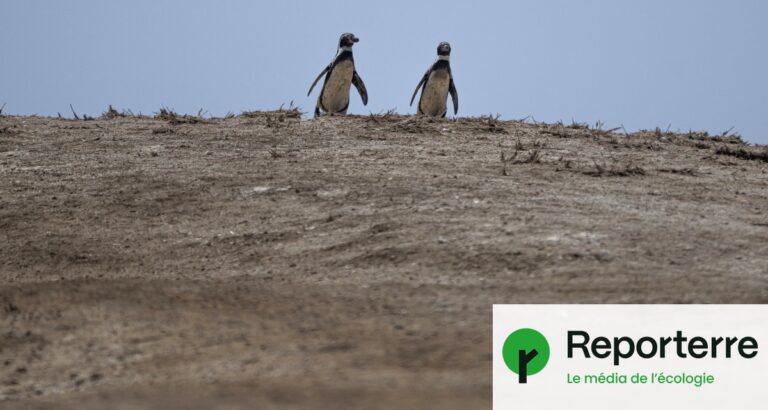 El Niño provoque des perturbations climatiques dans le Pacifique et impacte les pêches.