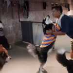 Croissance du secteur des animaux de compagnie en Chine face à l&rsquo;essor des voyages en avion.
