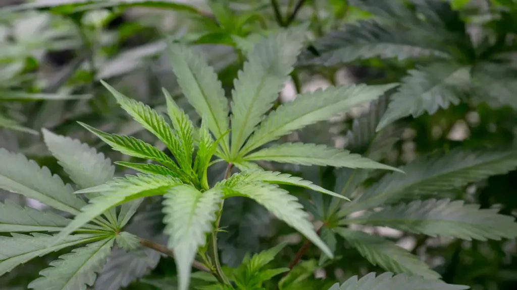 Des chercheurs identifient un composé du cannabis soulageant la douleur sans effet psychoactif.