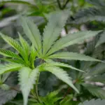 Des chercheurs identifient un composé du cannabis soulageant la douleur sans effet psychoactif.