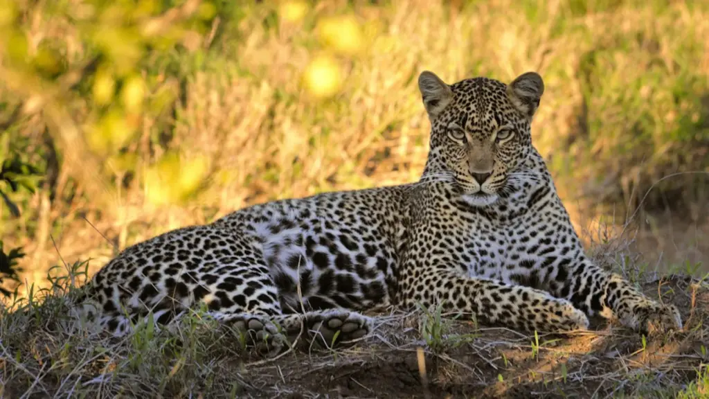 Réduction de la taille des léopards en Afrique du Sud : une conséquence écologique observée.