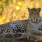 Réduction de la taille des léopards en Afrique du Sud : une conséquence écologique observée.