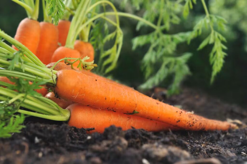 Manger des carottes peut-il influencer le cholestérol ? Analyse des recommandations nutritionnelles.