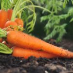 Manger des carottes peut-il influencer le cholestérol ? Analyse des recommandations nutritionnelles.