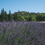 Balade à La Garde-Adhémar : Découverte des lavandes en Drôme Provençale.