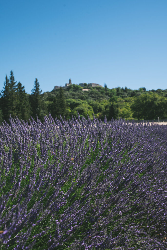 Balade à La Garde-Adhémar : Découverte des lavandes en Drôme Provençale.