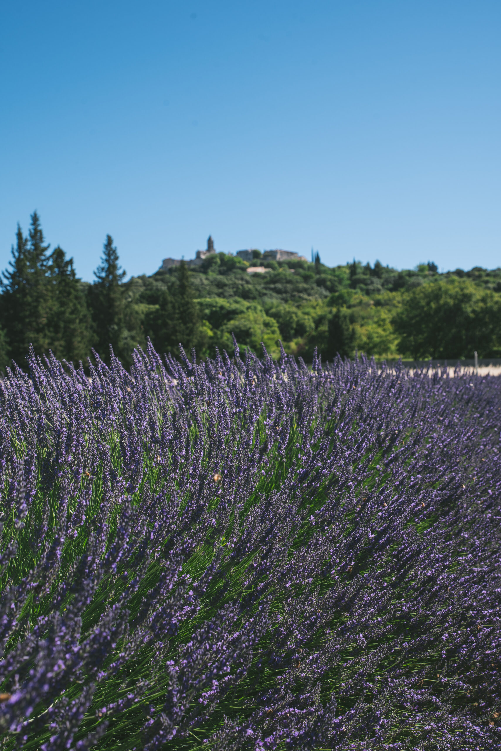 Balade à La Garde-Adhémar : Découverte des lavandes en Drôme Provençale.