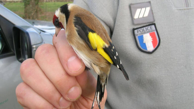 Capture illégale de chardonnerets : FNE82 fait condamner un braconnier en France.