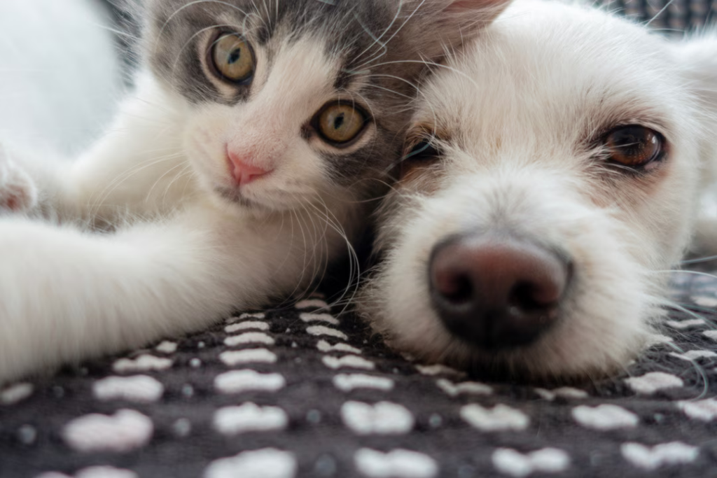Chien ou chat : des chercheurs révèlent lequel est génétiquement le plus proche de l’humain