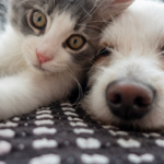 Chien ou chat : des chercheurs révèlent lequel est génétiquement le plus proche de l&rsquo;humain