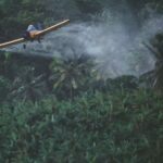 Chlordécone : la HAS met en place un suivi médical standardisé en Guadeloupe et Martinique