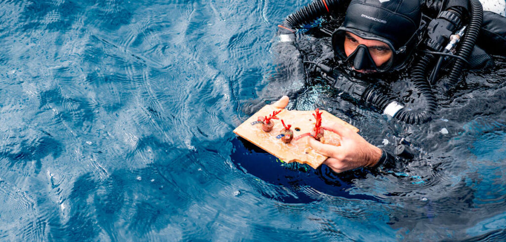 Protection du corail rouge en Méditerranée : actions des scientifiques pour sa préservation.