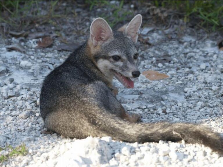 Un renard photographié pour la première fois suscite des questions sur son habitat naturel.
