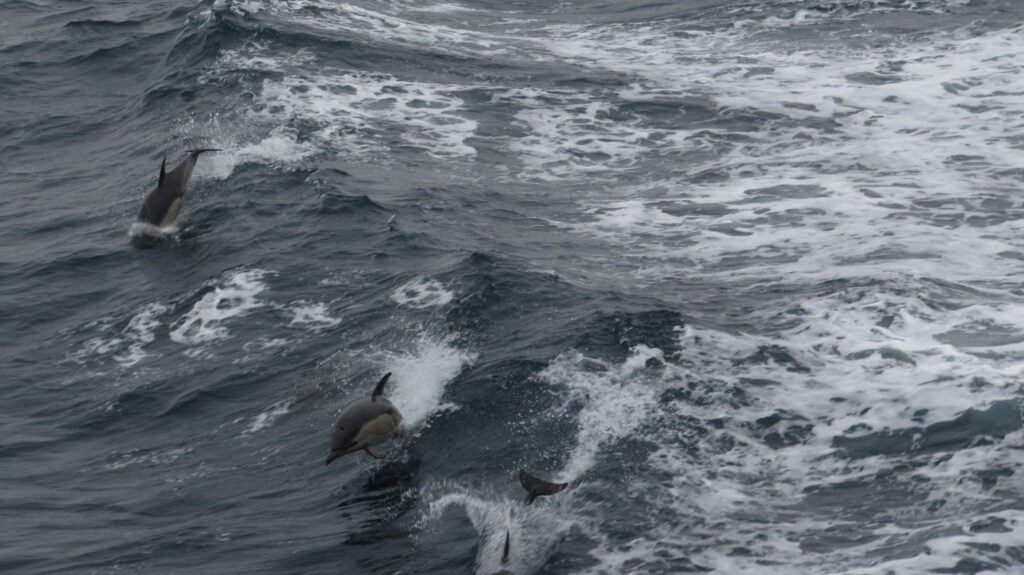 Fermeture du golfe de Gascogne reconduite pour protéger les dauphins, annonce le gouvernement.