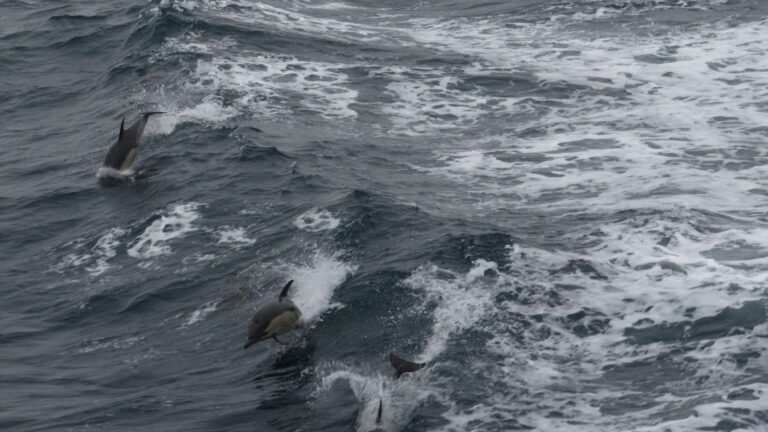 Fermeture du golfe de Gascogne reconduite pour protéger les dauphins, annonce le gouvernement.