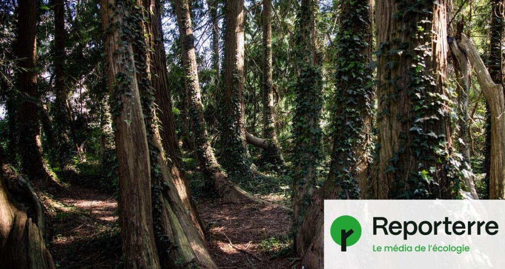 L’État envisage l’abattage de 9 200 arbres dans une forêt protégée.