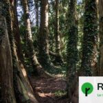 L&rsquo;État envisage l&rsquo;abattage de 9 200 arbres dans une forêt protégée.