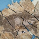 Découverte d&rsquo;un dinosaure à épines en Chine, similaire à celles des porcs-épics.