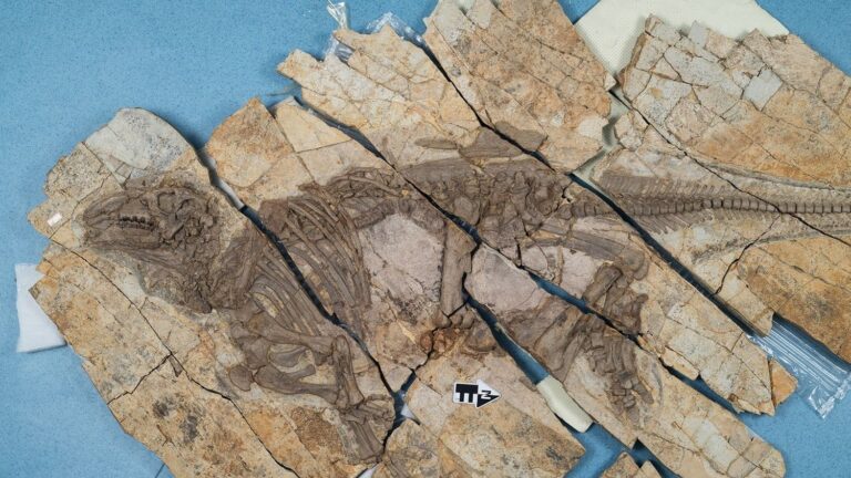 Découverte d’un dinosaure à épines en Chine, similaire à celles des porcs-épics.