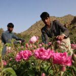L’Arabie saoudite valorise l’extraction de parfum dans la cité des roses.