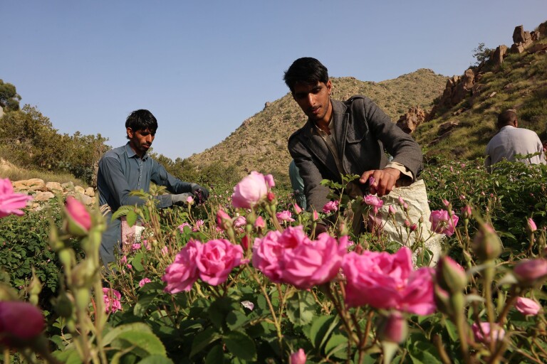 L’Arabie saoudite valorise l’extraction de parfum dans la cité des roses.