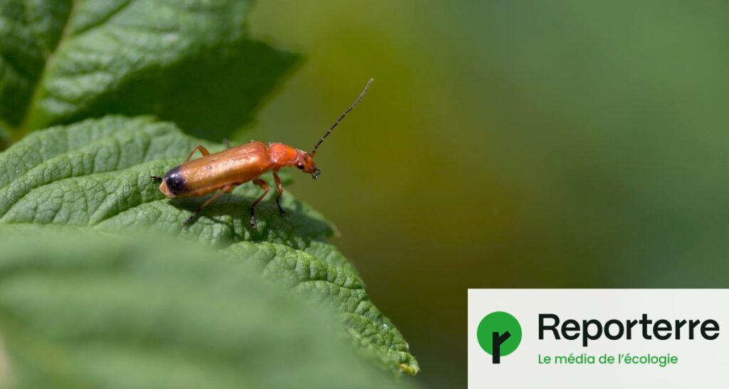 Des chercheurs révèlent 20 millions d’espèces d’insectes et leur biodiversité méconnue.