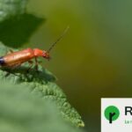 Des chercheurs révèlent 20 millions d’espèces d’insectes et leur biodiversité méconnue.