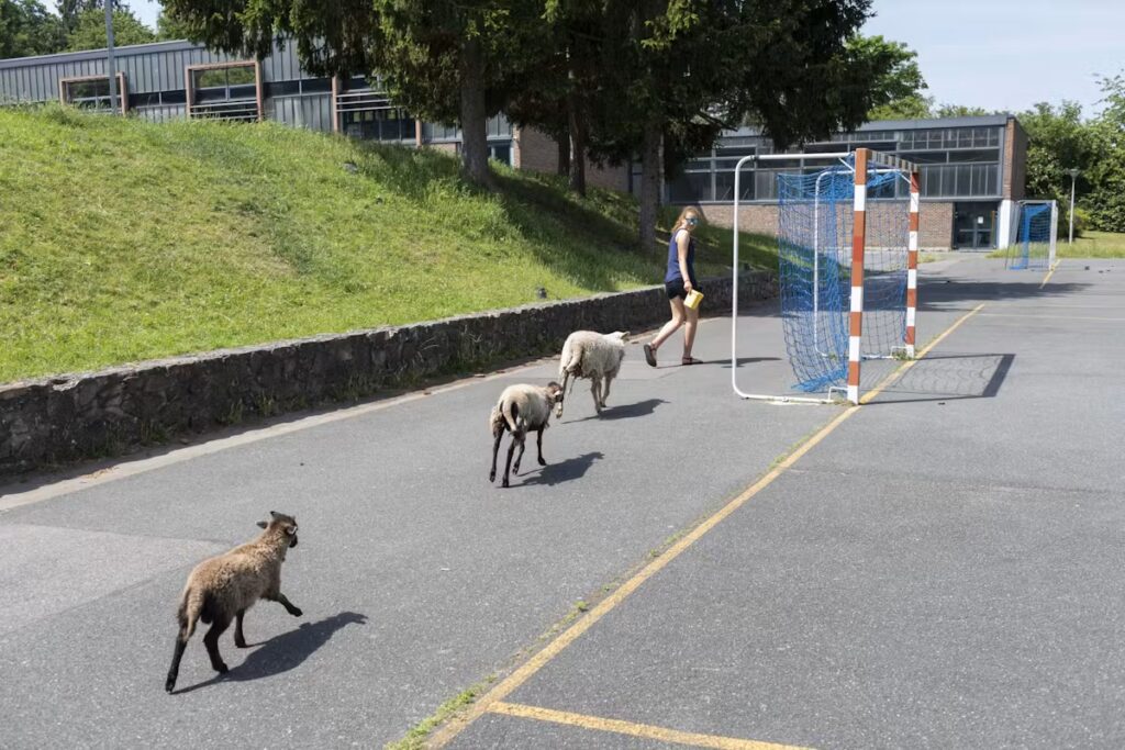 Des élèves d’un lycée s’occupent de moutons pendant la récréation en France.