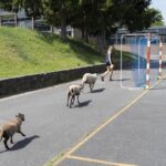 Des élèves d&rsquo;un lycée s&rsquo;occupent de moutons pendant la récréation en France.