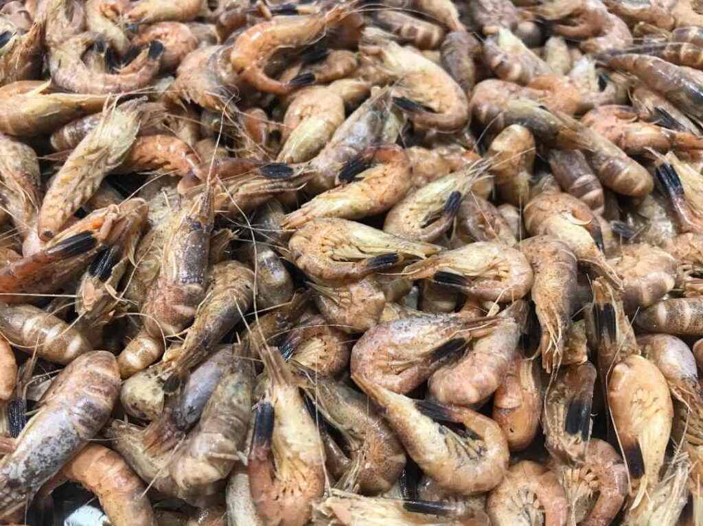 Crevettes grises cuites