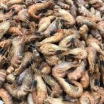 Crevettes grises cuites