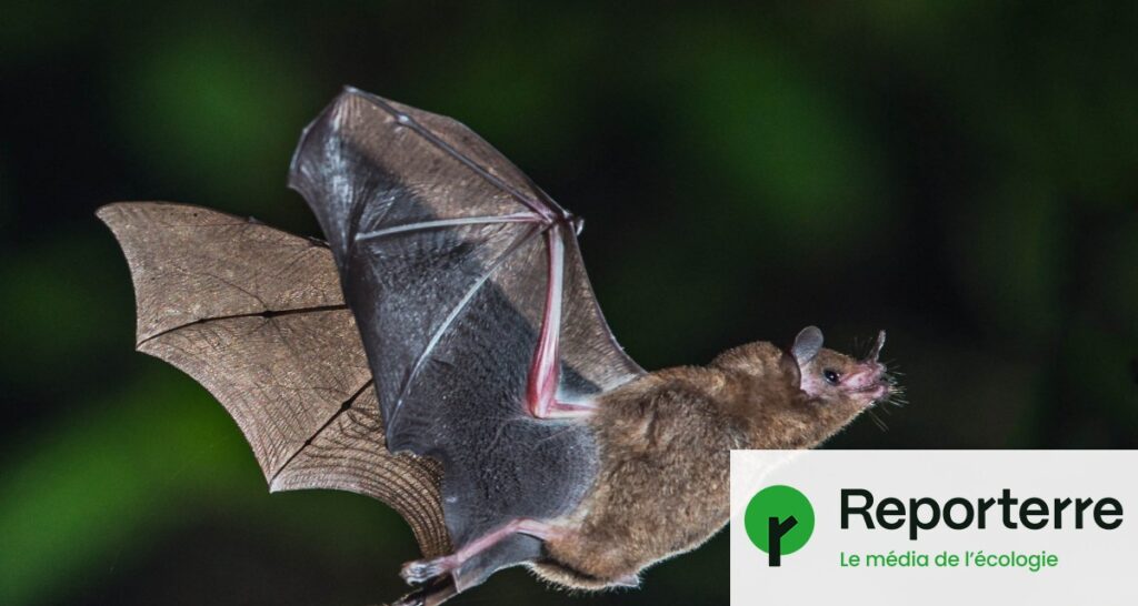 Chauves-souris de Martinique menacées par l’implantation de parcs éoliens